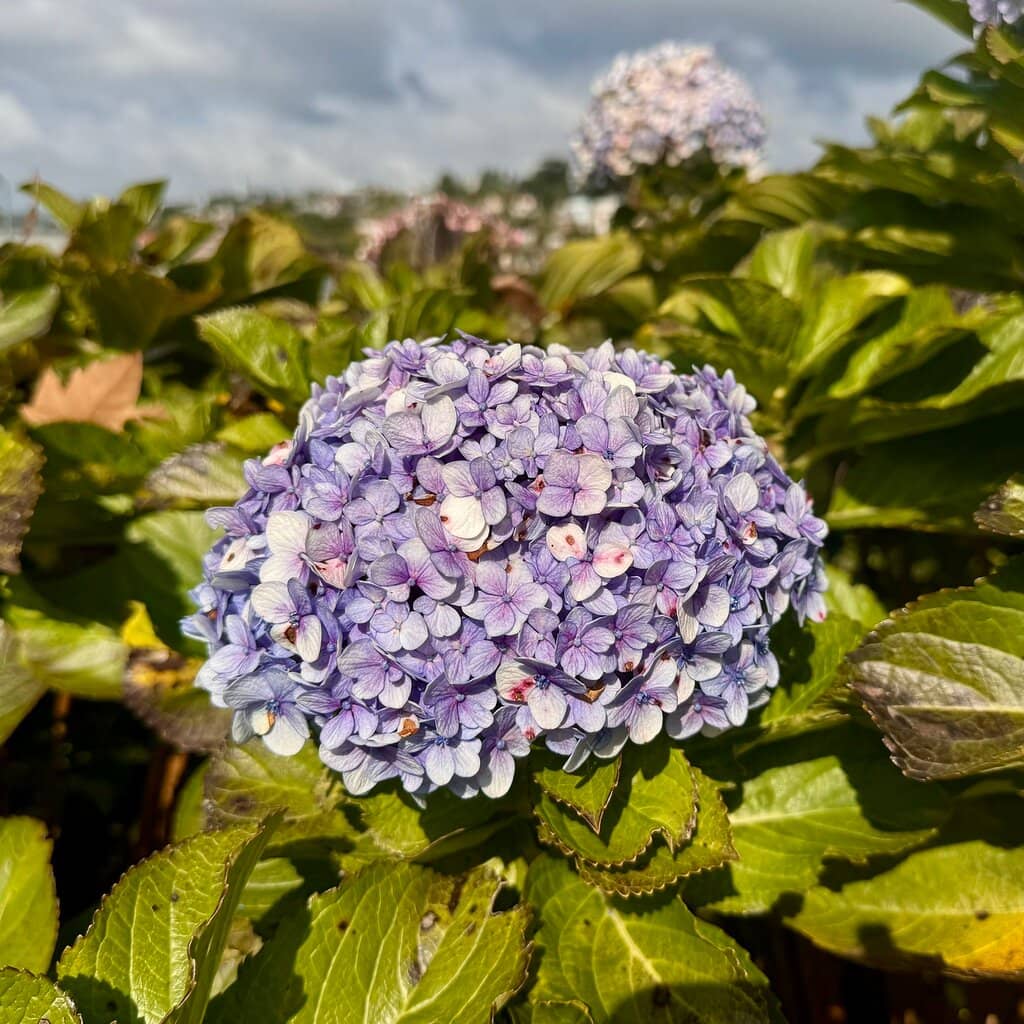 Coop Vinícola Garibaldi