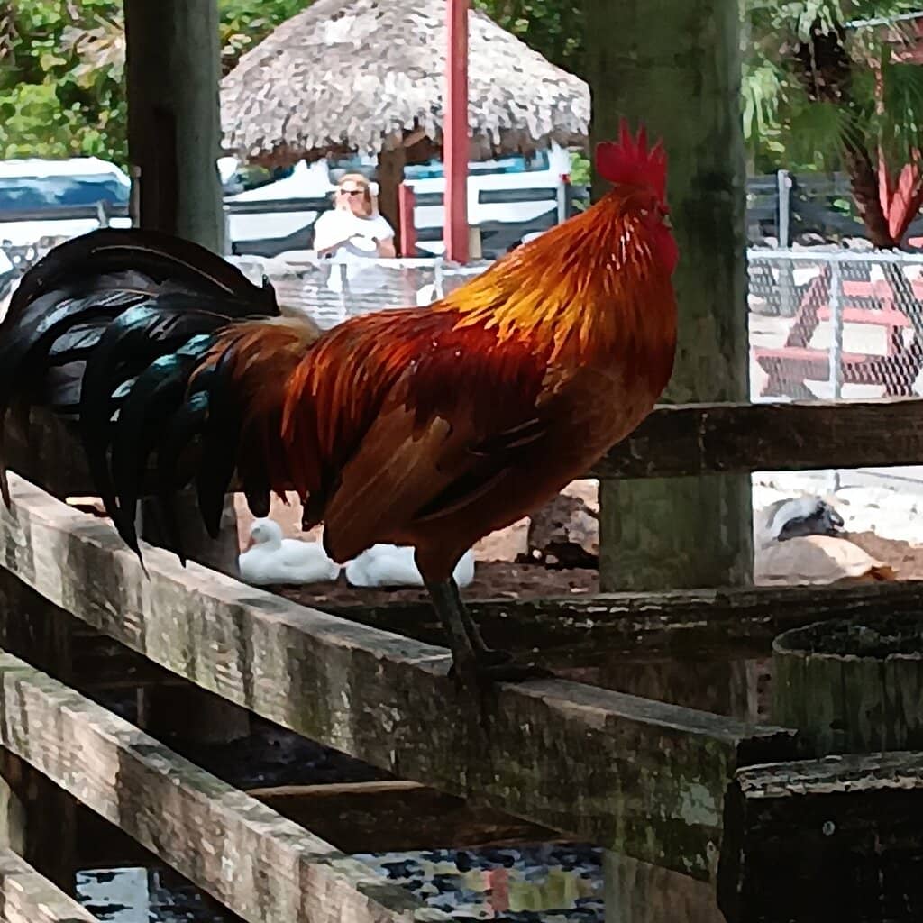 Petting Zoo Adventure