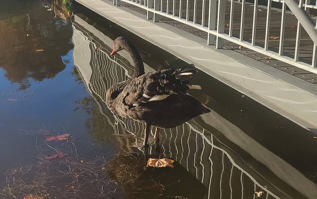 The Waterfront Promenade