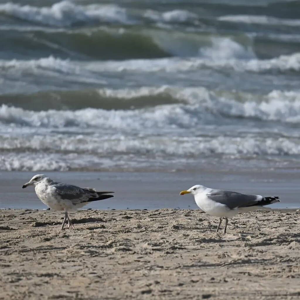 Beach Driving Experience