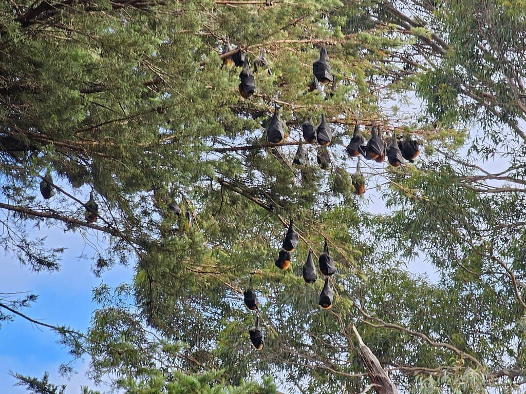 Diverse Tree Collection