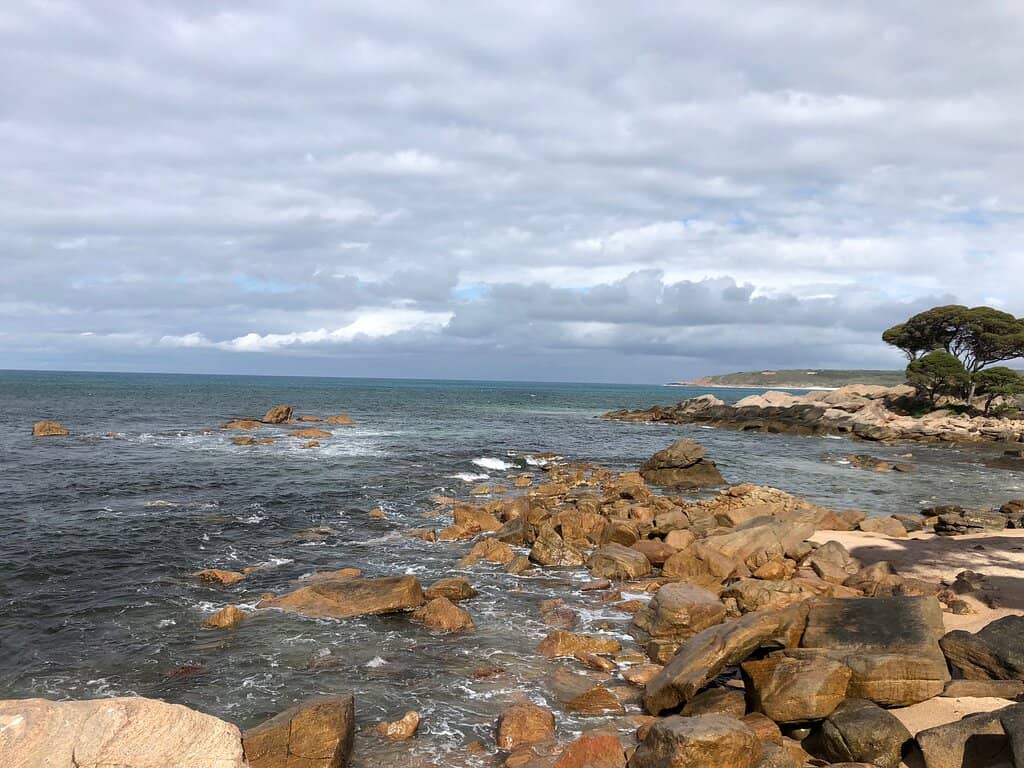 Iconic Treetop Photography