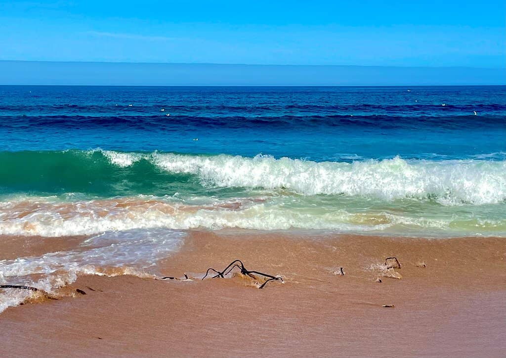 Dog-Friendly Paradise