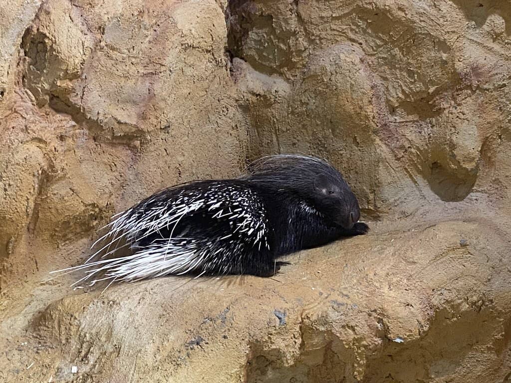 Shark Tank Spectacle