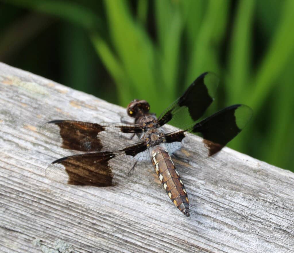 Taco Tuesday & Specials