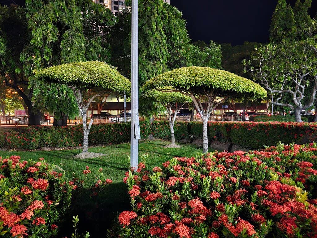 Peaceful Green Oasis