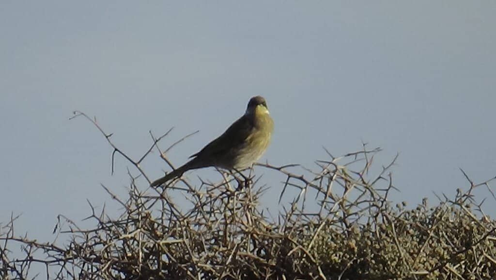 Coastal Walking Trails