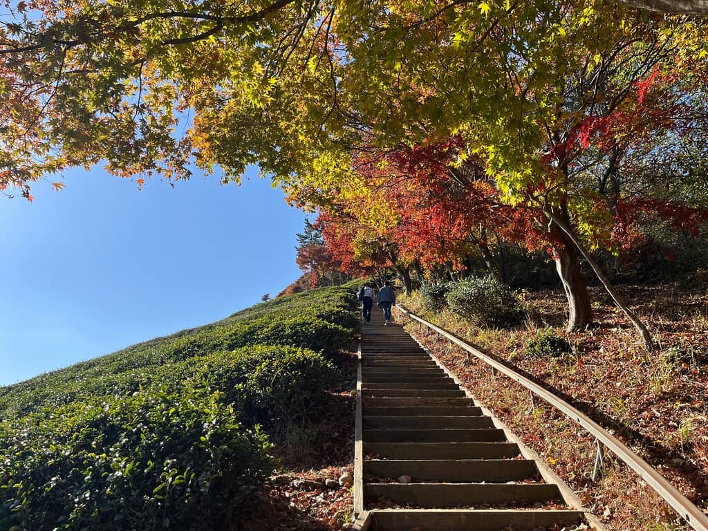 Observatory Viewpoint