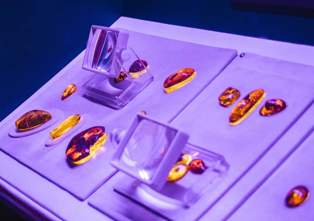 Ancient Life Preserved in Amber