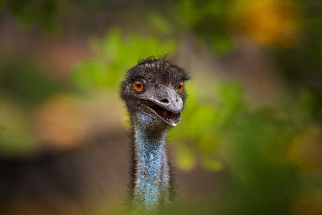 Tasmanian Devil Sounds