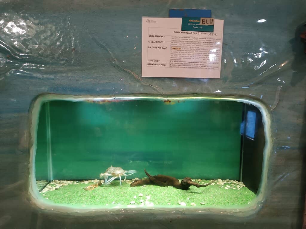 Bird Observation Hides