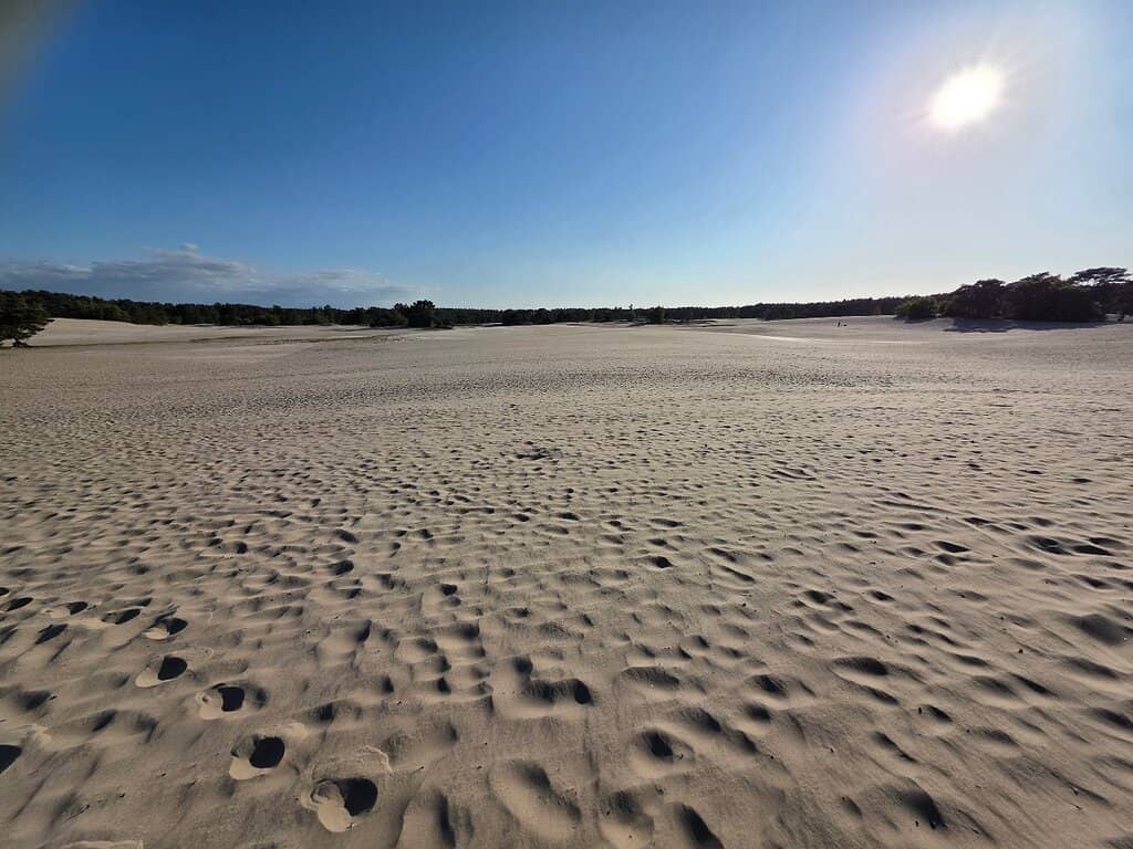 Dog-Friendly Expanse