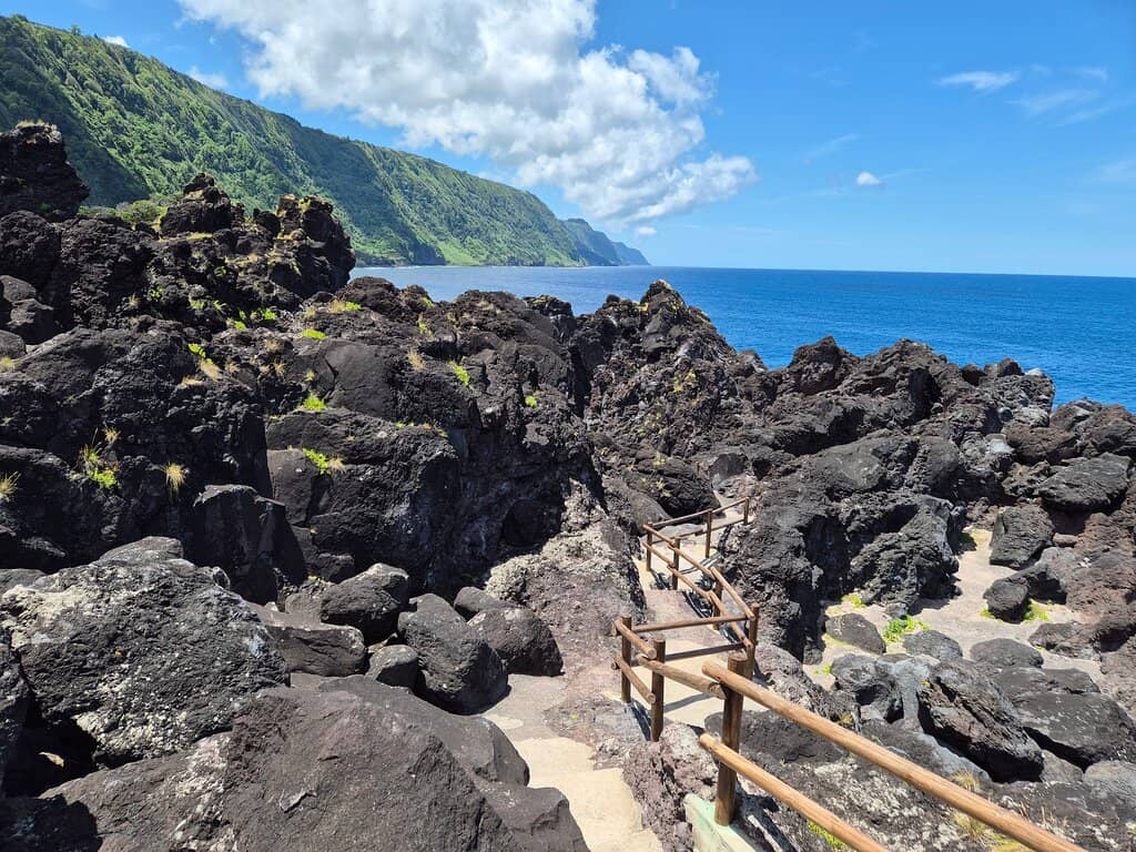 Marine Life Encounters