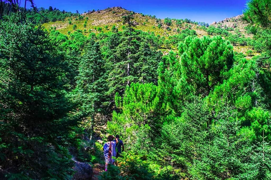 Unique Pinsapar Forests