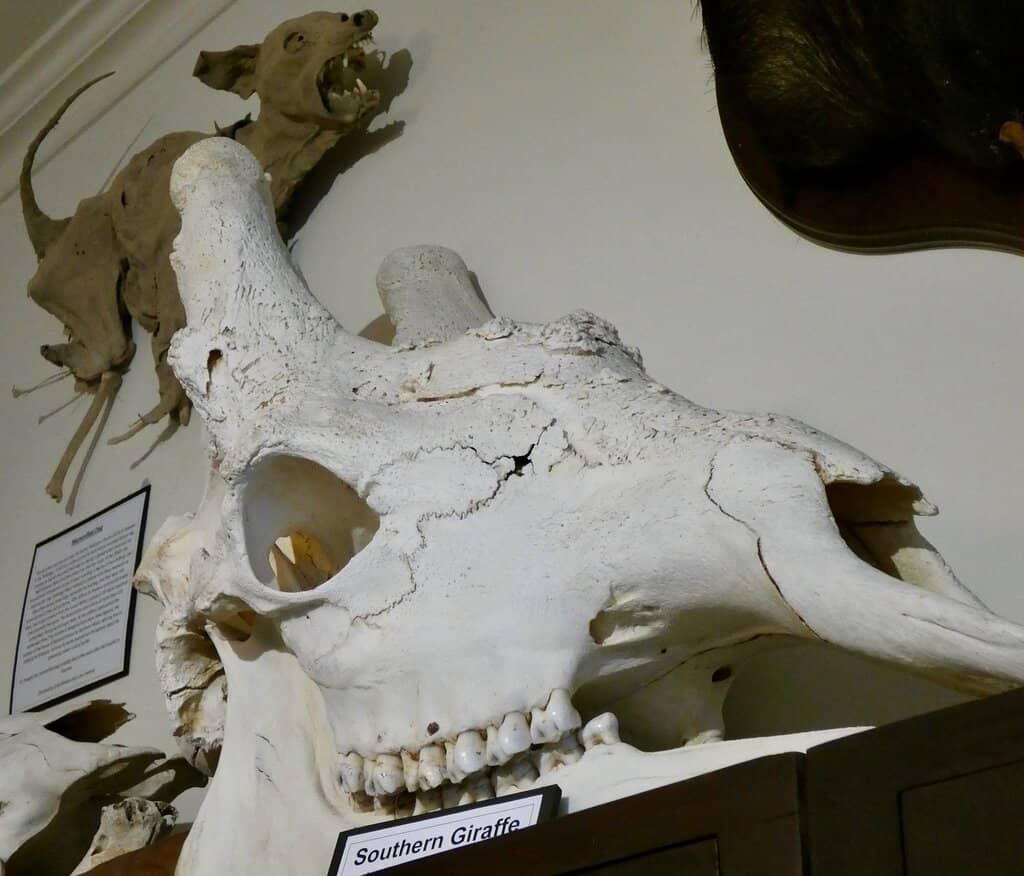 Ancient Hieroglyphics & Mayan Diary