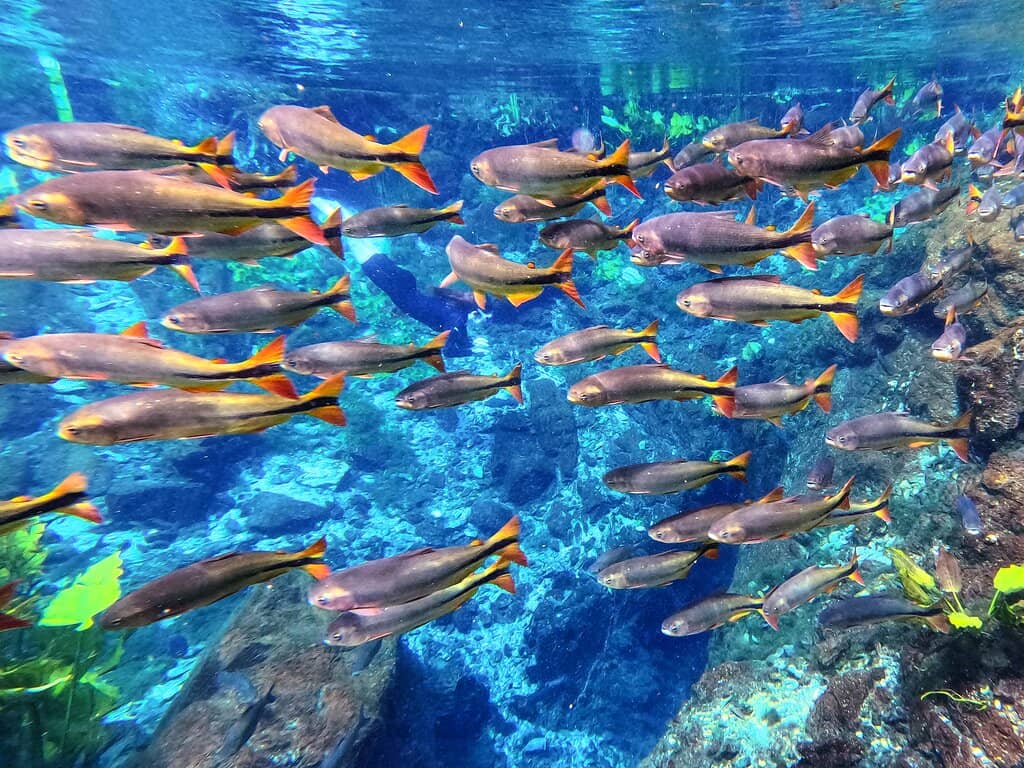 Zip-lining Adventure