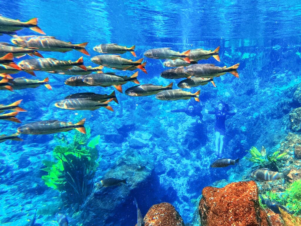 The Blue Spring Snorkeling