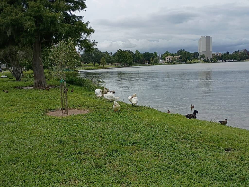 Scenic Lakeside Stroll