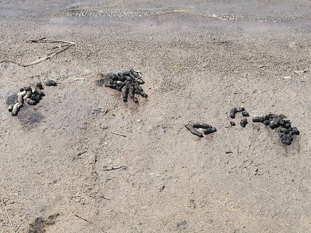 Fishing Opportunities