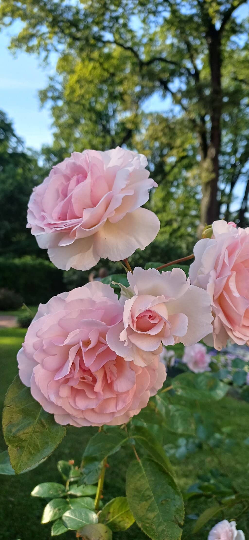 Nicholas I's Summer Residence