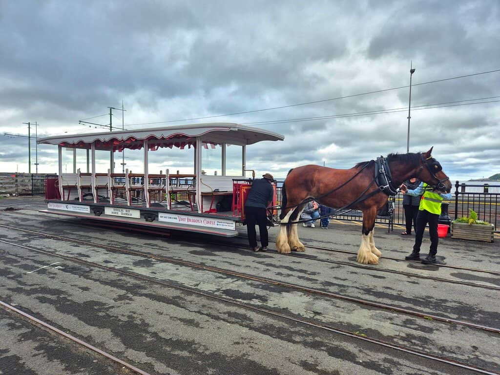 Meet the Tram Horses