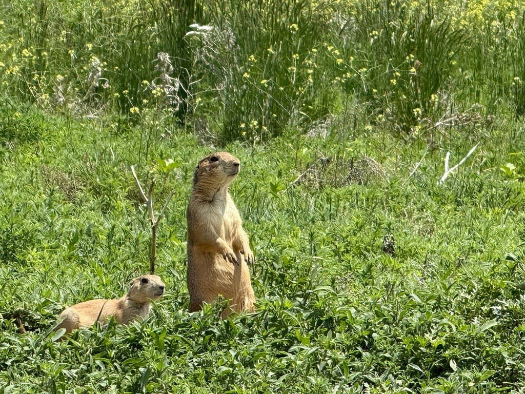 Prairie Dog Colonies
