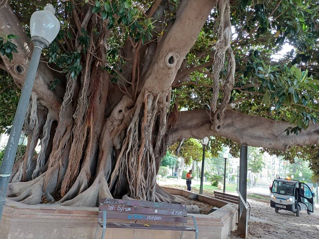 Palm Tree Lined Stroll