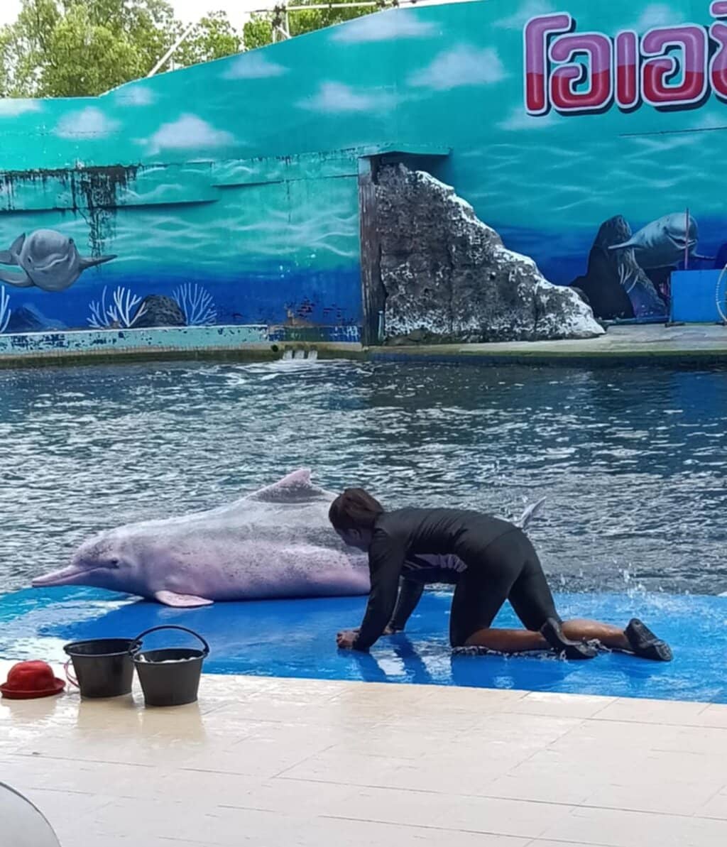 Pink Chinese Dolphins