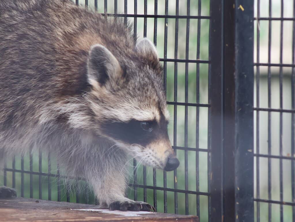 Keeper Talks and Feeding Times