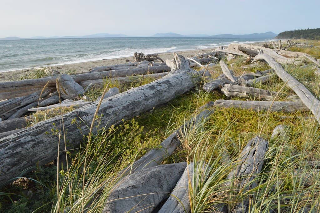 Driftwood-Covered Beaches