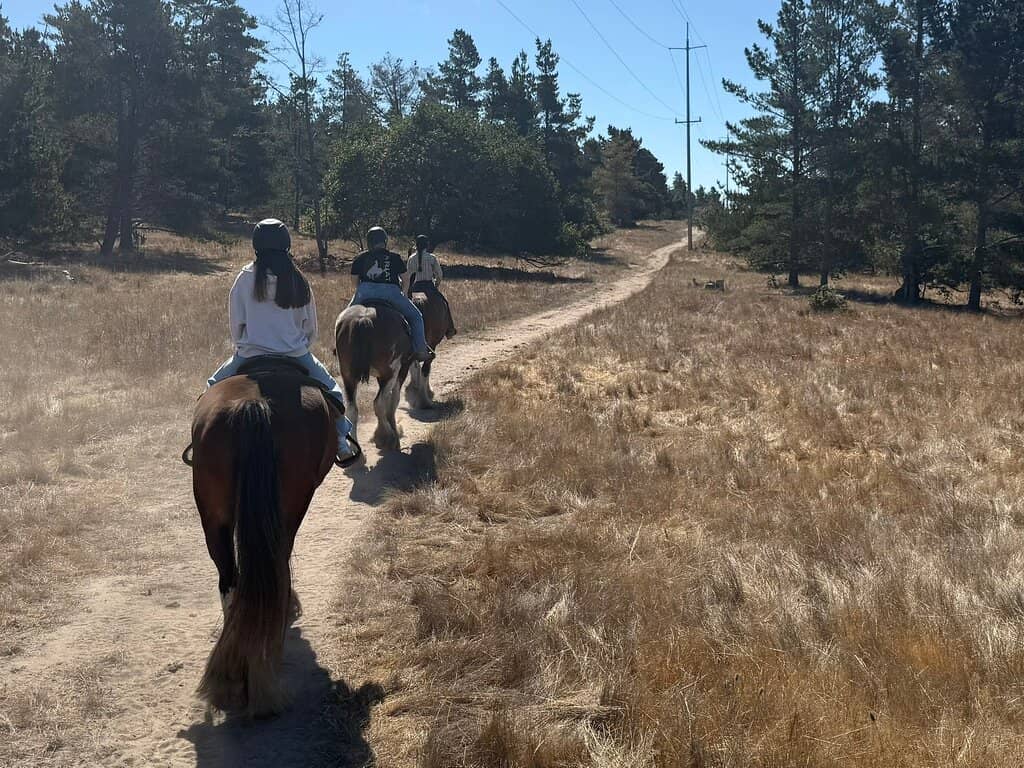 Miniature Donkey Encounters