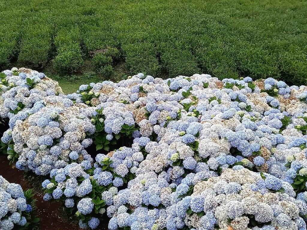 Traditional Tea Terrace