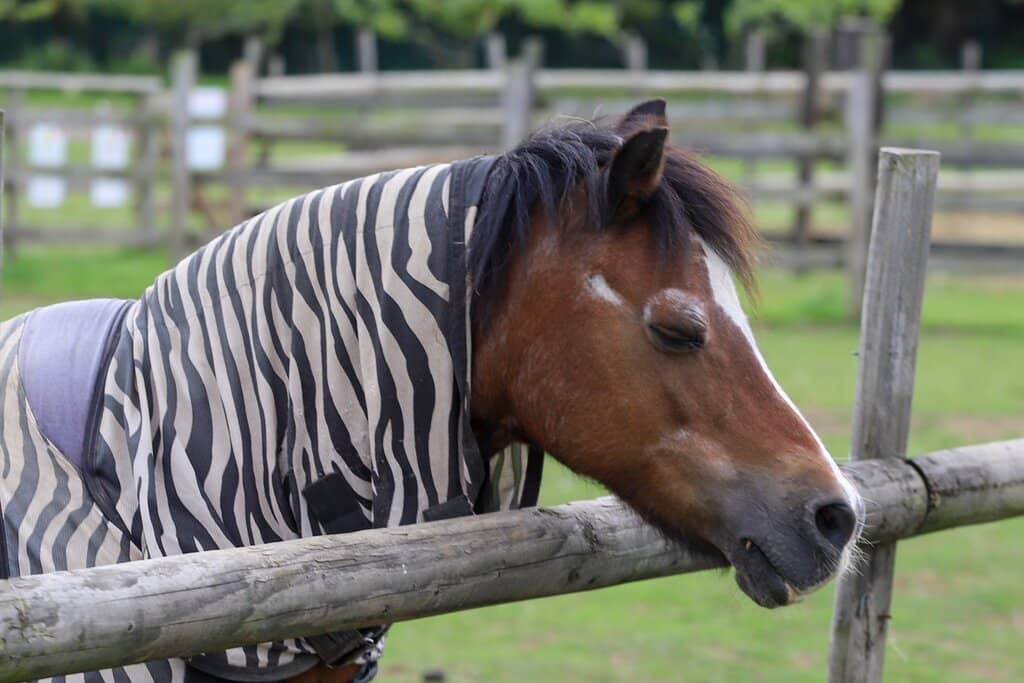 Goat Walking Experience