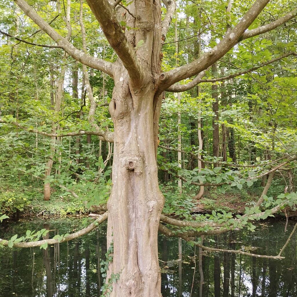 Canals and Water Features