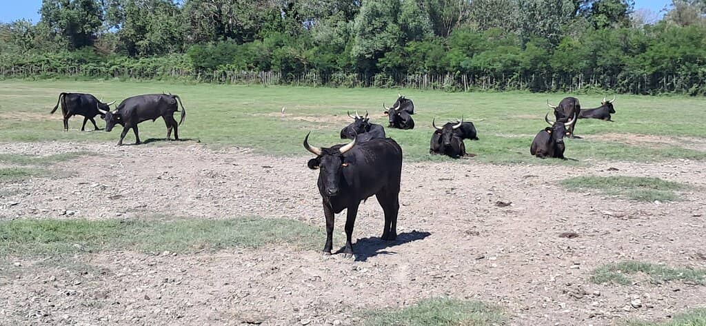 Gastronomic 'Menu à l'Aveugle'