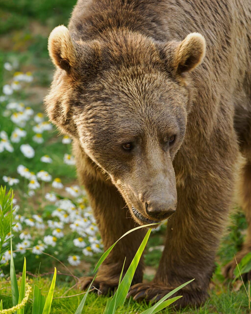 Playful Rescued Bears