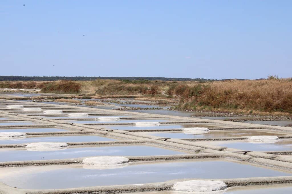 Oyster Tasting Experience