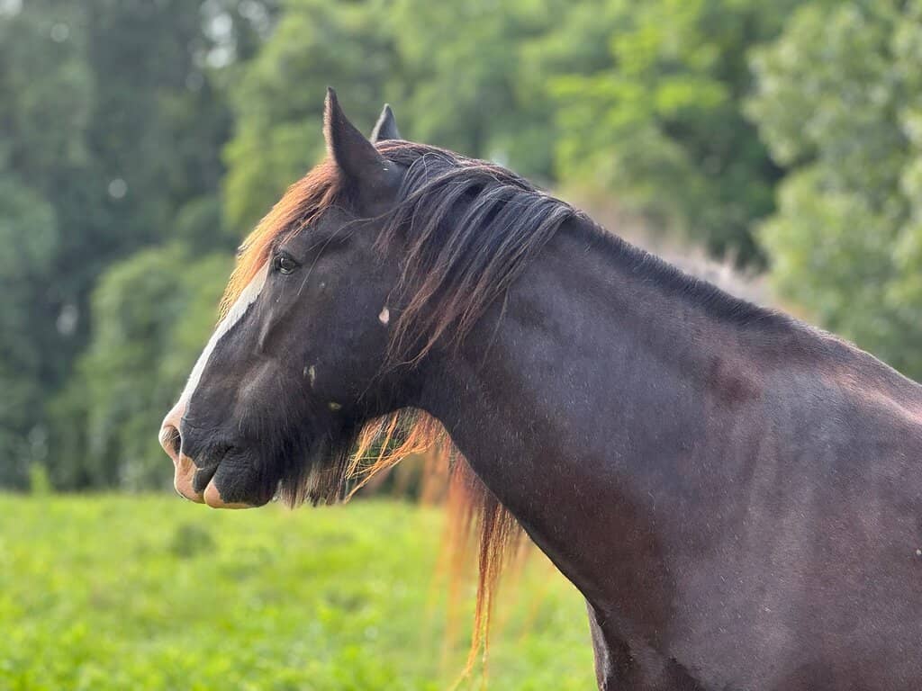 Shire Horse Carriage Tour