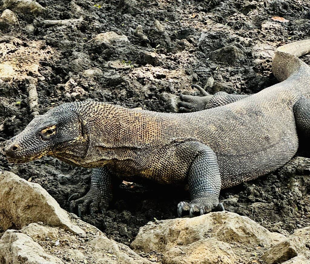 Manta Point Snorkeling