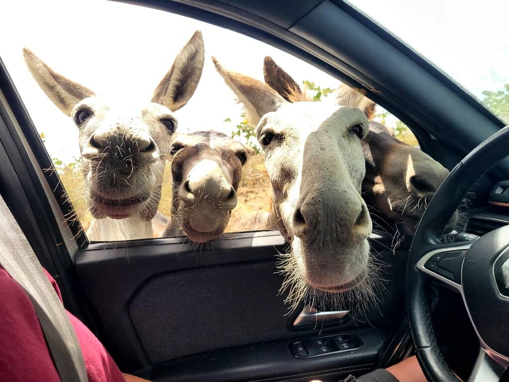 Support a Noble Cause