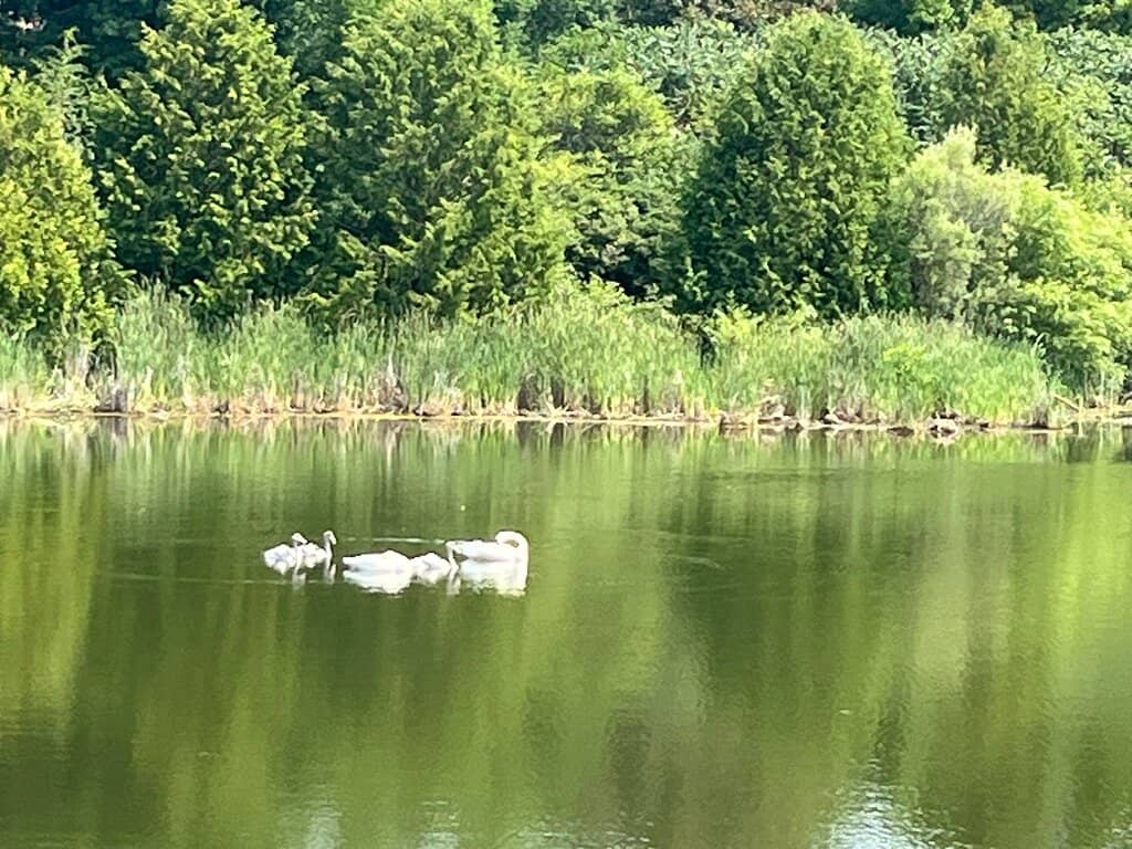 Living Museum Trails