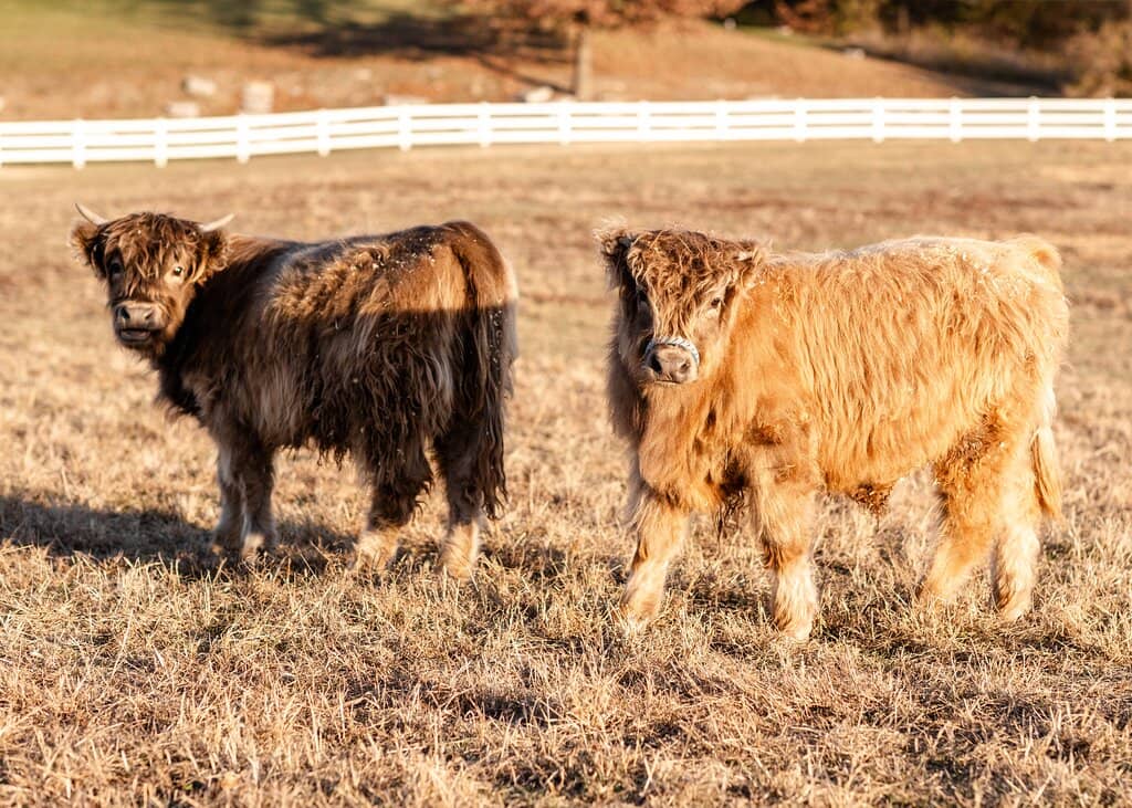 Petting Zoo Encounters