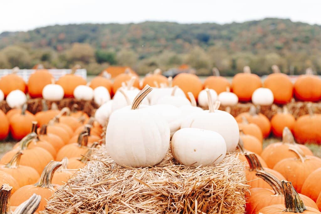 Pumpkin Patch & Hayrides