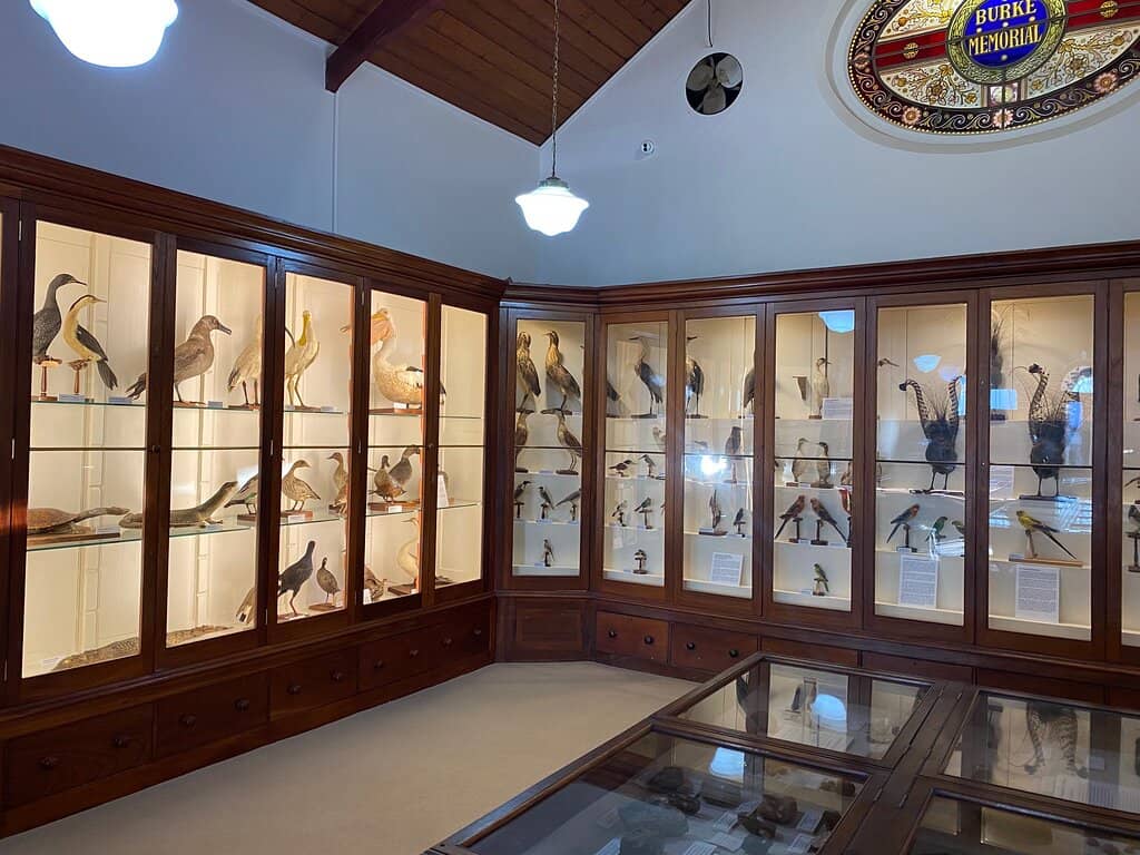 Mammalogy Displays
