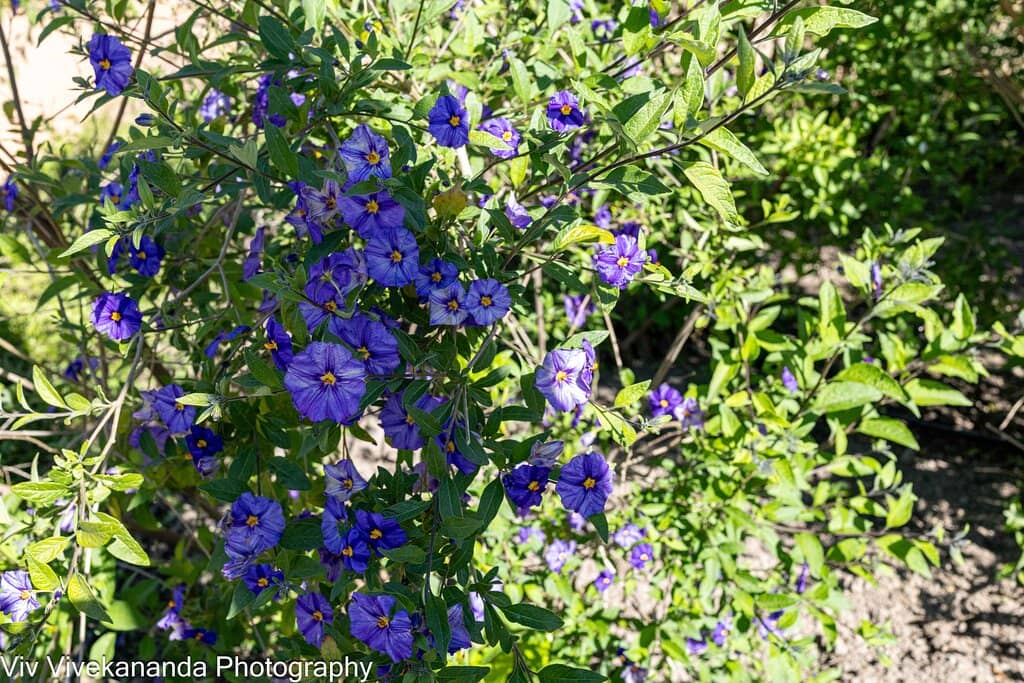 Tranquil Water Features