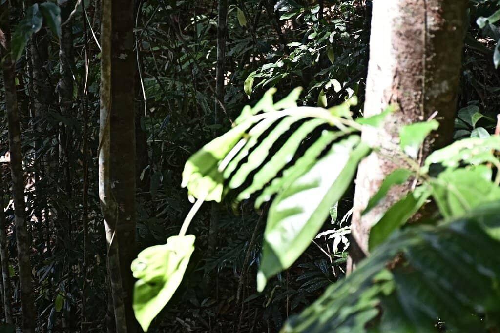 Cantilevered Platform