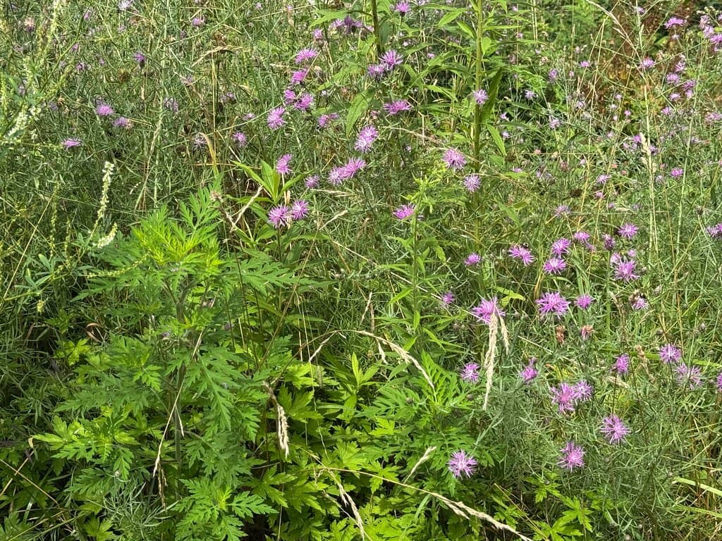 Junior Ranger Program