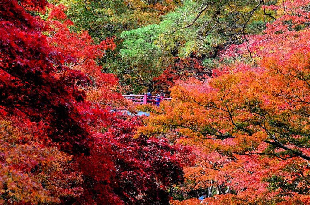 Serene Hydrangea Blooms
