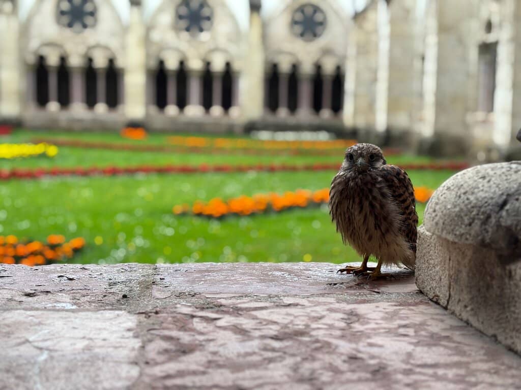 Sung Masses & Liturgies