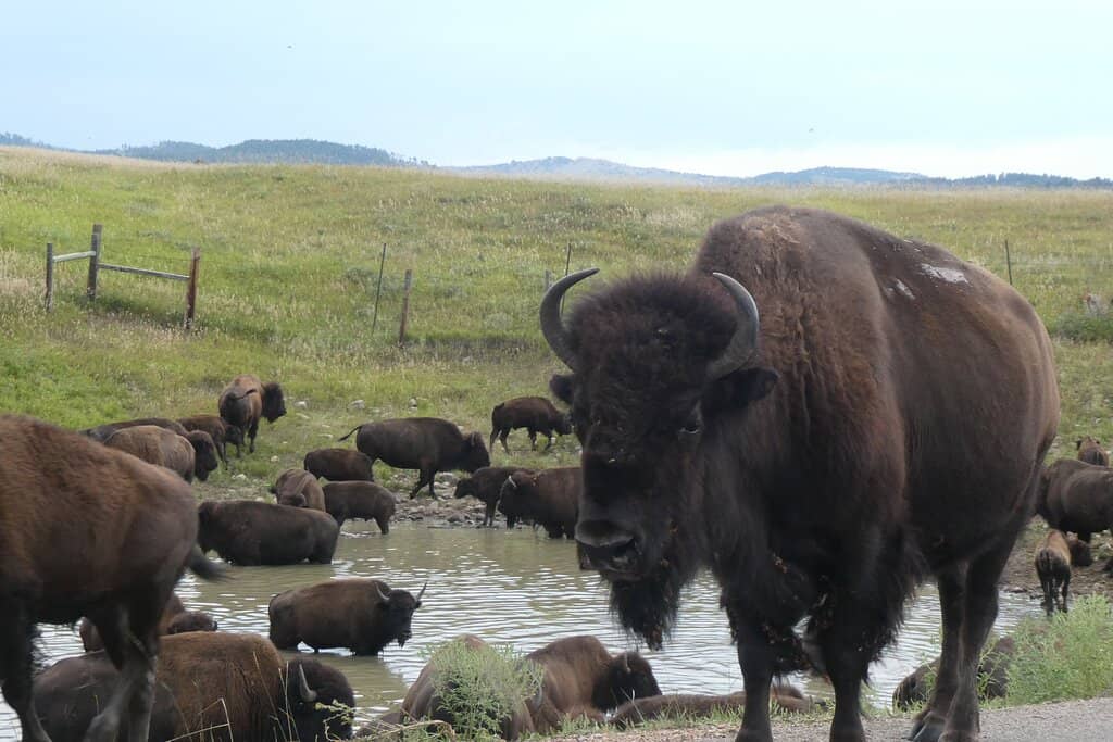 Scenic Prairie Landscapes